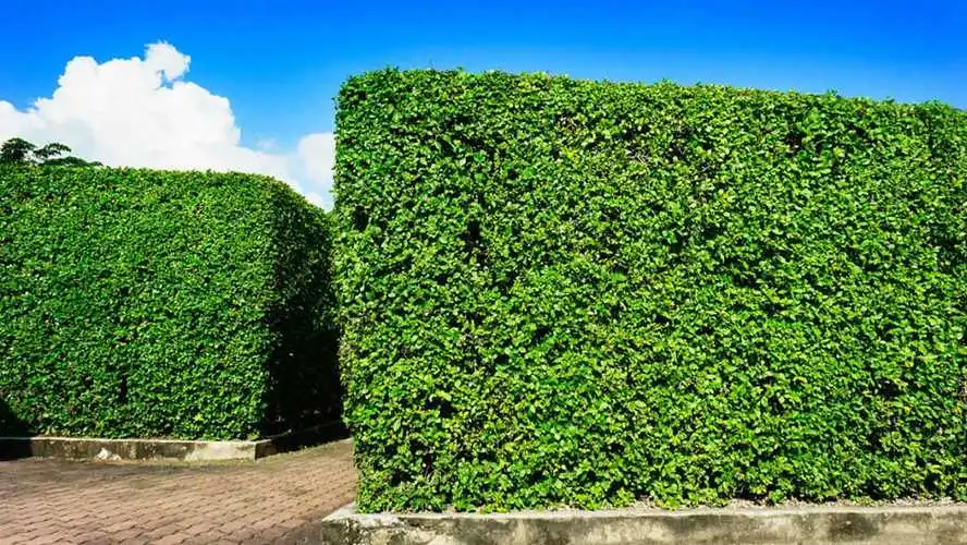 宜兴城市绿化工程施工及验收规范最新