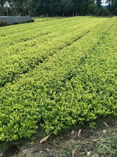 环保园林绿化工程联系人